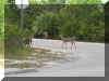 Key Deer on Big Pine Key are endangered