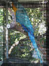 Our favorite macaw -- his name is Jaws